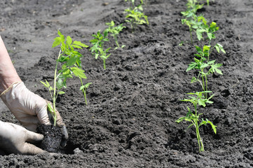 farmer's hands  planting a tomato seedling