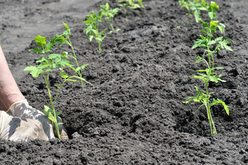 farmer's hands  planting a tomato seedling