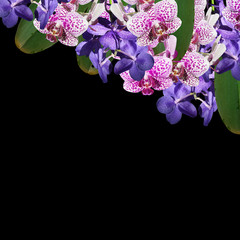 Beautiful floral background with blue and purple orchids 