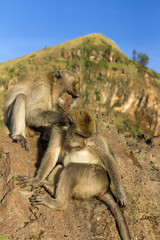 A pair of monkeys in the open nature, look after each other. On Vulcan Batur Bali. The height of 2000 meters above sea level. The female and male.