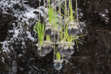 young green wheat sprouts in a glass container,sprouted stems,hanging jars