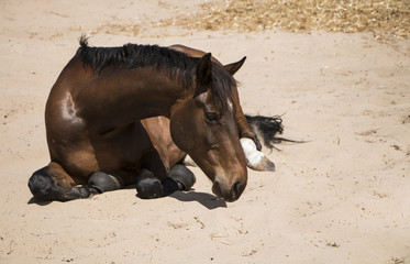horse rolling in sand
