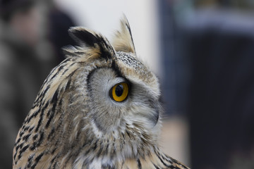 Siberian eagle owl side view