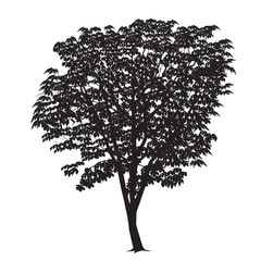 Fototapeta premium Chestnut silhouette on a white background