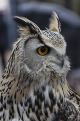 Siberian eagle owl portrait