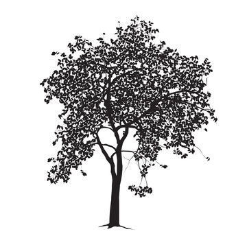 Apple-tree silhouette on a white background