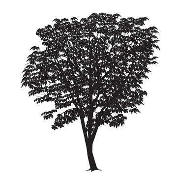 Chestnut silhouette on a white background