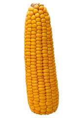 Ear of corn isolated