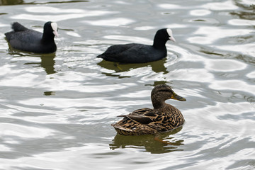 Female mallard and coot wild ducks swimming on a lake