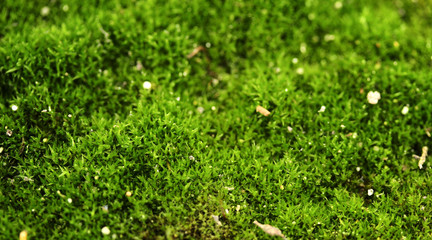 Green moss growing on the ground close-up