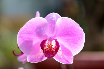 
Orchid