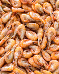 Fresh Shrimps