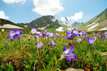 Alpine meadows in the Caucasus summer. Blue sky with white clouds. Bellflowers in the foreground.