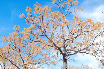 MELIA AZEDARACH. CINAMOMO, PARA&Iacute;SO
