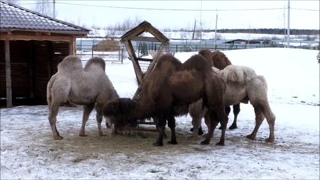 Bactrian camel (Camelus bactrianus) is eating hay in the snow