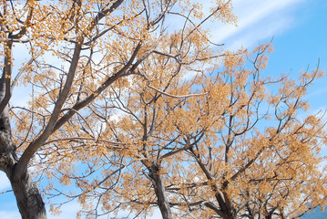 Fototapeta premium MELIA AZEDARACH. CINAMOMO, PARAÍSO