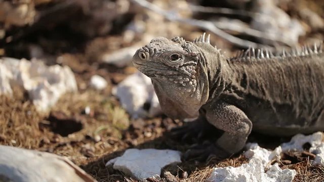 Gray iguana lizard on rocks at sunny day