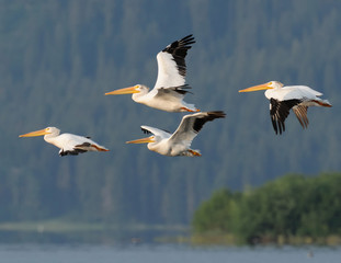 Fototapeta na wymiar American White Pelicans in Flight