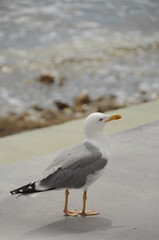 Möwe am Strand