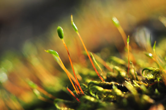 Colorful moss on blurred background closeup macro photo