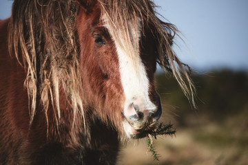 wild horse in wales, brecon beacons national park