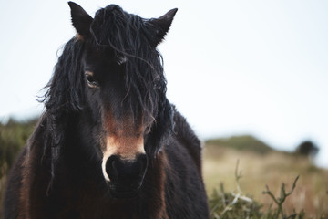 wild horse in wales, brecon beacons national park
