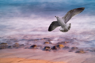 Seagull flying on the rocks