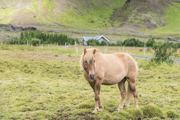 Beautiful icelandic horse on the meadow. Southern Iceland.
