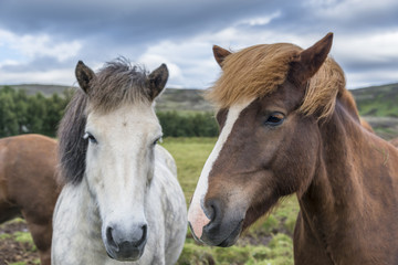 Obraz na płótnie Canvas Cute icelandic horses. Southern Iceland.