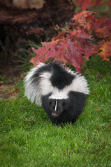Naklejka premium Striped Skunk (Mephitis mephitis) Waddles Forward