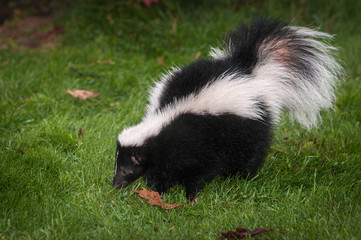 Striped Skunk (Mephitis mephitis) Sniffs in Grass