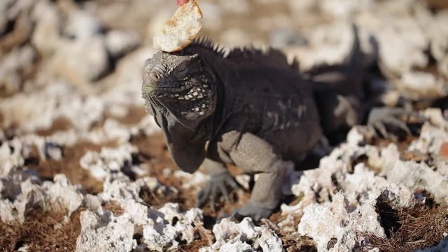 Gray iguana lizard on rocks at sunny day