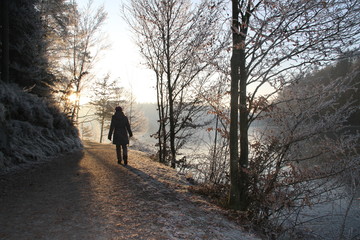 Winterimpressionen des Waldes