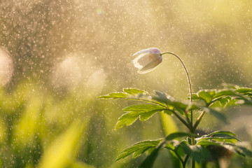 Spring flower in the rain