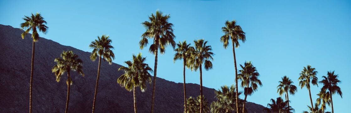 Palm trees with hill in background