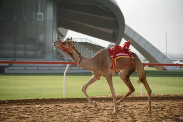 Fotobehang camel race © Aloyzas