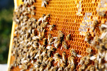 Bees work on honeycomb. Honey cells pattern. Apiculture.