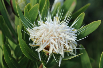 Srebrnik ( Protea )