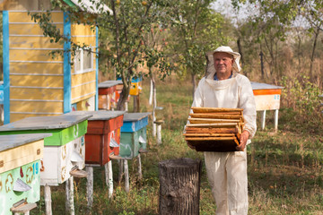 Beekeeper is working with bees and beehives on the apiary. Apiculture.