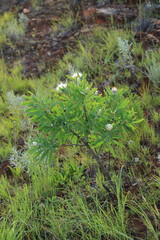 Srebrnik ( Protea )