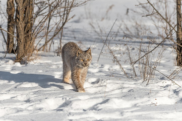 Canadian Lynx (Lynx canadensis) Steps Forward