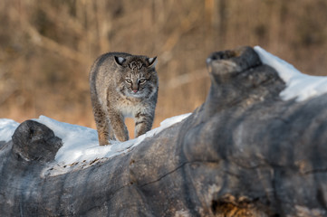 Bobcat (Lynx rufus) Walks Foward on Log