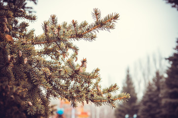 Fir branches
