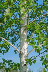 Birch trunk