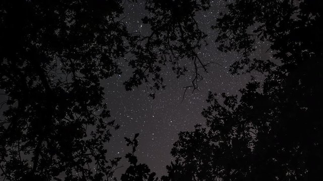 Night Sky. 4K. Lying beneath the branches of trees. Watching the stars. Time Lapse. 