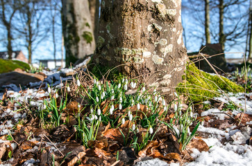 snowdrop blooming in the garden