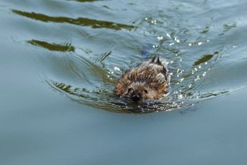 Musquash or musk-rat floating on the water in the lake