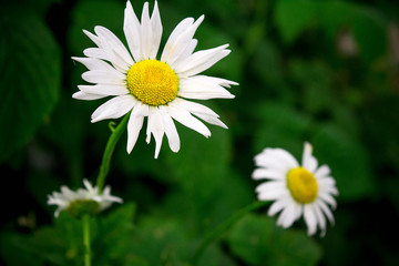 Obraz premium Chamomile flowers from the garden.