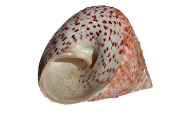 Sea shell isolated on white background