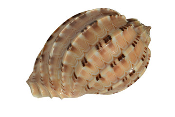 Sea shell isolated on white background